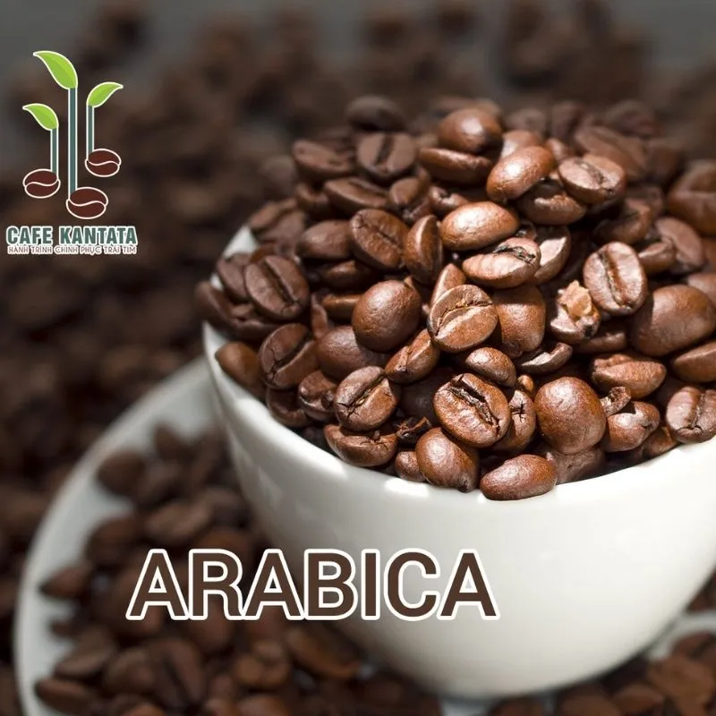 Sản phẩm Arabica cao cap kantata — Công Ty Cổ Phần Cafe Kantata — MST 0108025345