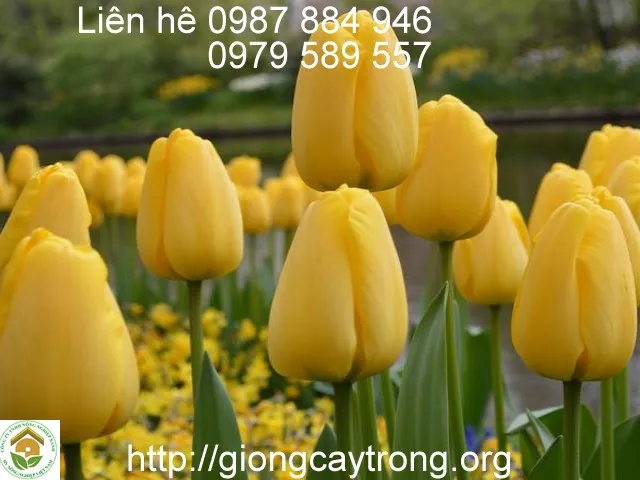 Sản phẩm tulip golden parade — Công Ty TNHH Nghiên Cứu Phát Triển Nông Nghiệp Việt Nam — MST 0108045662
