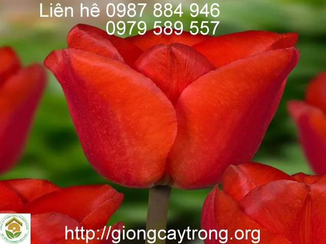 Sản phẩm tulipa lalibela — Công Ty TNHH Nghiên Cứu Phát Triển Nông Nghiệp Việt Nam — MST 0108045662