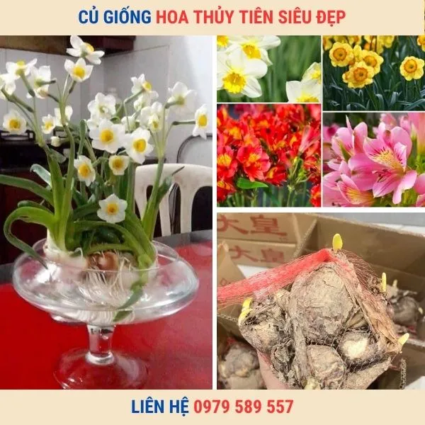 Sản phẩm hoa thuy tien 1 — Công Ty TNHH Nghiên Cứu Phát Triển Nông Nghiệp Việt Nam — MST 0108045662