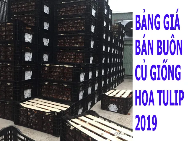 Sản phẩm bang gia ban buon cu giong hoa tulip — Công Ty TNHH Nghiên Cứu Phát Triển Nông Nghiệp Việt Nam — MST 0108045662