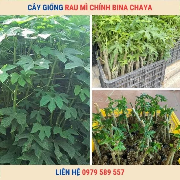 Sản phẩm cay giong rau mi chinh — Công Ty TNHH Nghiên Cứu Phát Triển Nông Nghiệp Việt Nam — MST 0108045662