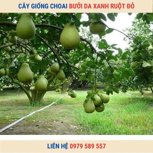Sản phẩm cay buoi da xanh truong thanh 2 — Công Ty TNHH Nghiên Cứu Phát Triển Nông Nghiệp Việt Nam — MST 0108045662