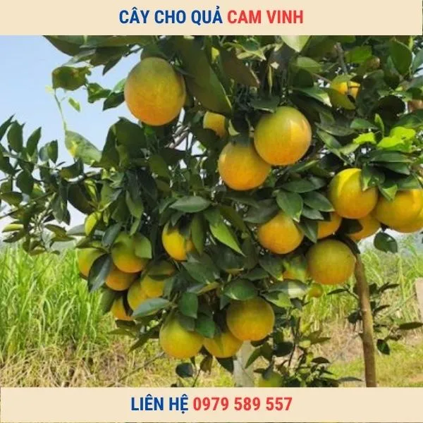 Sản phẩm cay cam vinh dang co qua 1 — Công Ty TNHH Nghiên Cứu Phát Triển Nông Nghiệp Việt Nam — MST 0108045662