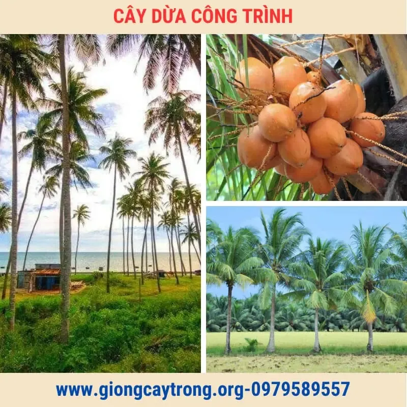 Sản phẩm cay dua trong cong trinh _1_ — Công Ty TNHH Nghiên Cứu Phát Triển Nông Nghiệp Việt Nam — MST 0108045662