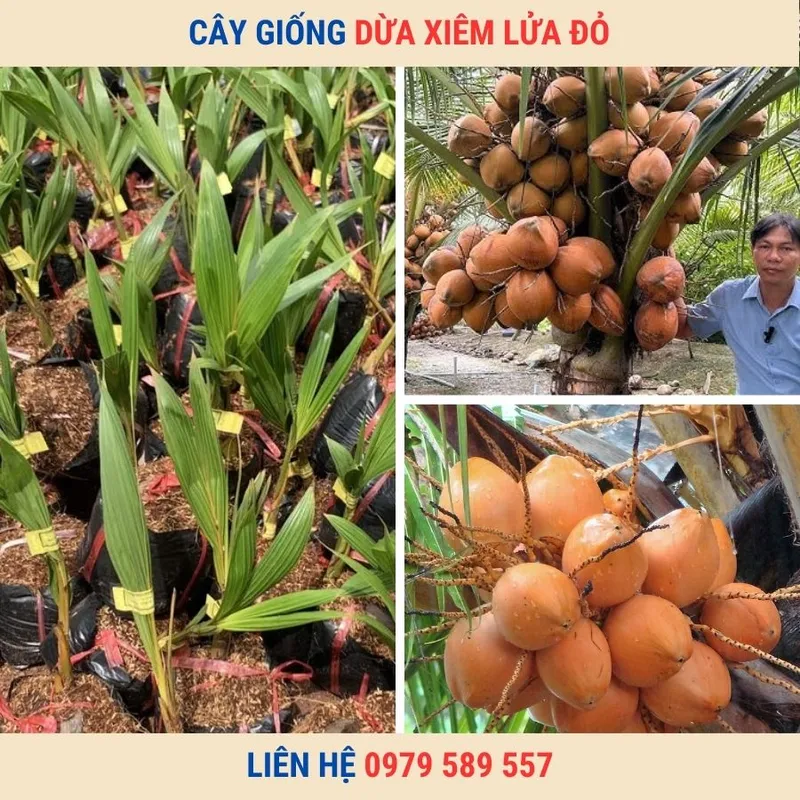 Sản phẩm cay dua xiem lua do — Công Ty TNHH Nghiên Cứu Phát Triển Nông Nghiệp Việt Nam — MST 0108045662