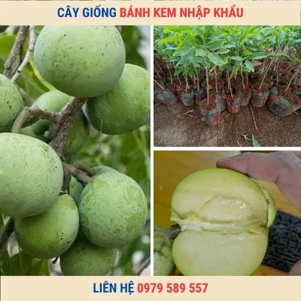 Sản phẩm cay giong banh kem — Công Ty TNHH Nghiên Cứu Phát Triển Nông Nghiệp Việt Nam — MST 0108045662