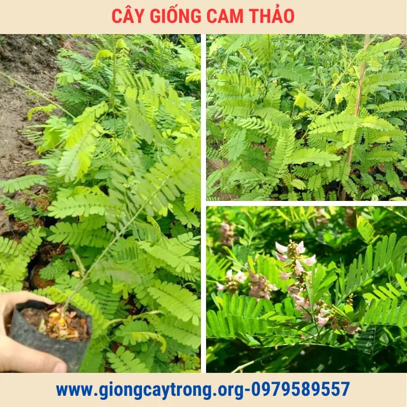 Sản phẩm cay giong cam thao 1 — Công Ty TNHH Nghiên Cứu Phát Triển Nông Nghiệp Việt Nam — MST 0108045662