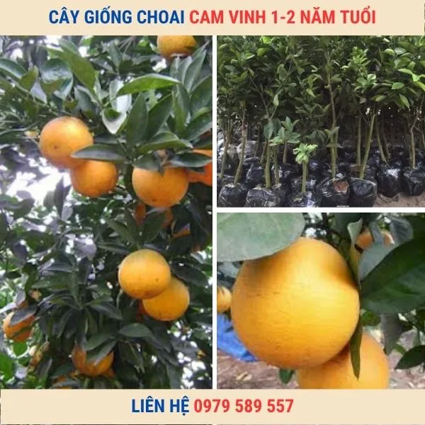 Sản phẩm cay giong cam vinh choai — Công Ty TNHH Nghiên Cứu Phát Triển Nông Nghiệp Việt Nam — MST 0108045662