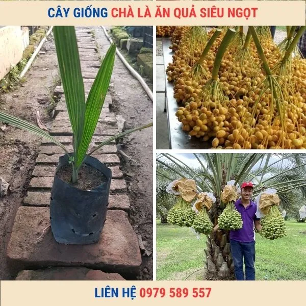 Sản phẩm cay giong cha la an qua — Công Ty TNHH Nghiên Cứu Phát Triển Nông Nghiệp Việt Nam — MST 0108045662
