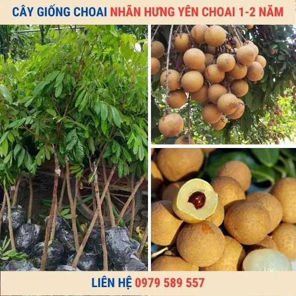 Sản phẩm cay giong choai nhan hung yen — Công Ty TNHH Nghiên Cứu Phát Triển Nông Nghiệp Việt Nam — MST 0108045662