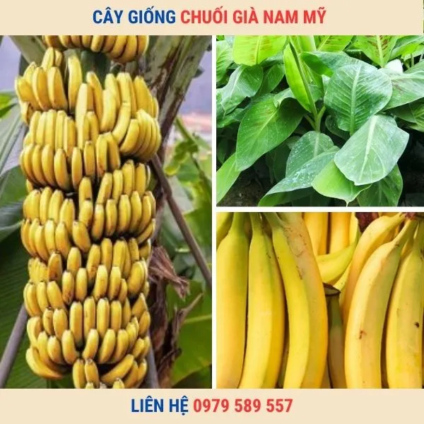 Sản phẩm cay giong chuoi gia nam my 1 — Công Ty TNHH Nghiên Cứu Phát Triển Nông Nghiệp Việt Nam — MST 0108045662