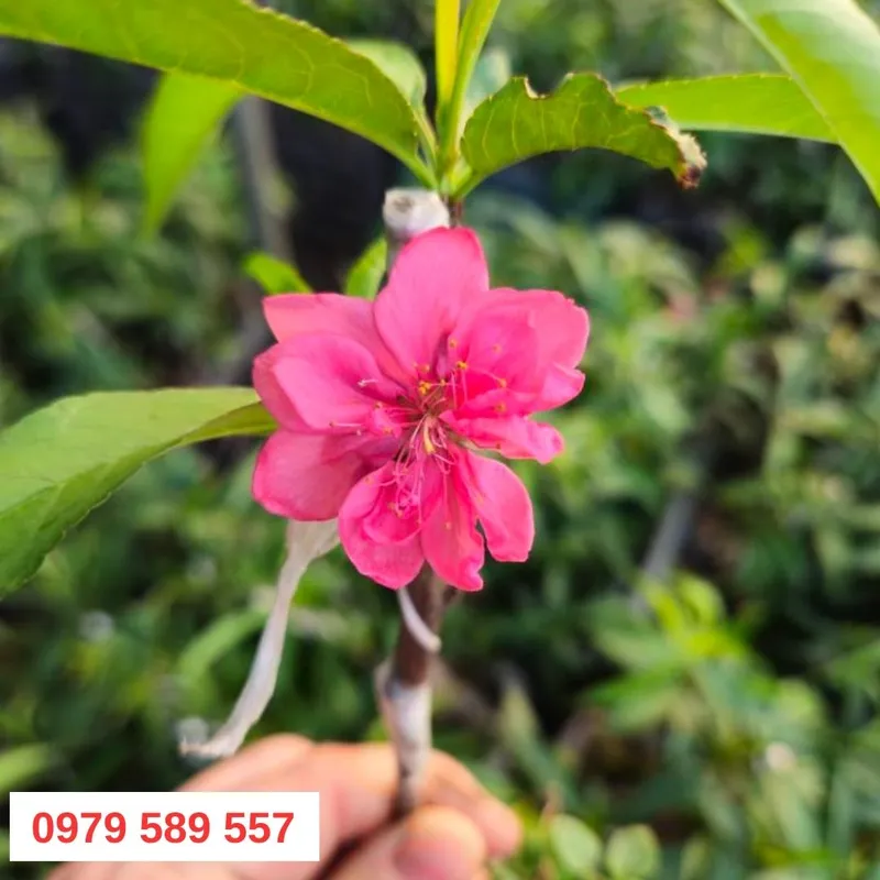Sản phẩm cay giong dao bich 4 — Công Ty TNHH Nghiên Cứu Phát Triển Nông Nghiệp Việt Nam — MST 0108045662