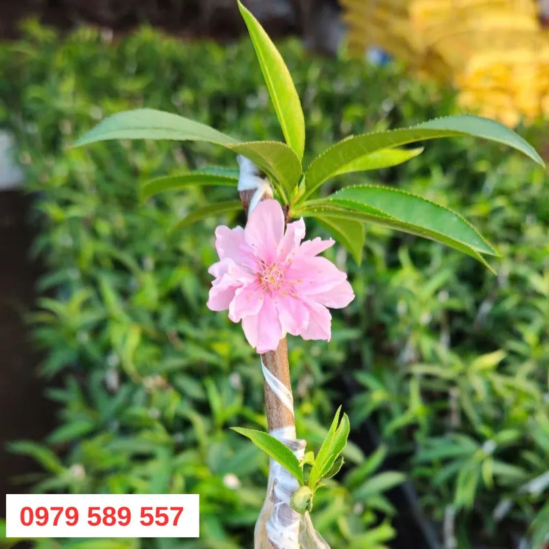 Sản phẩm cay giong dao phai 1 — Công Ty TNHH Nghiên Cứu Phát Triển Nông Nghiệp Việt Nam — MST 0108045662