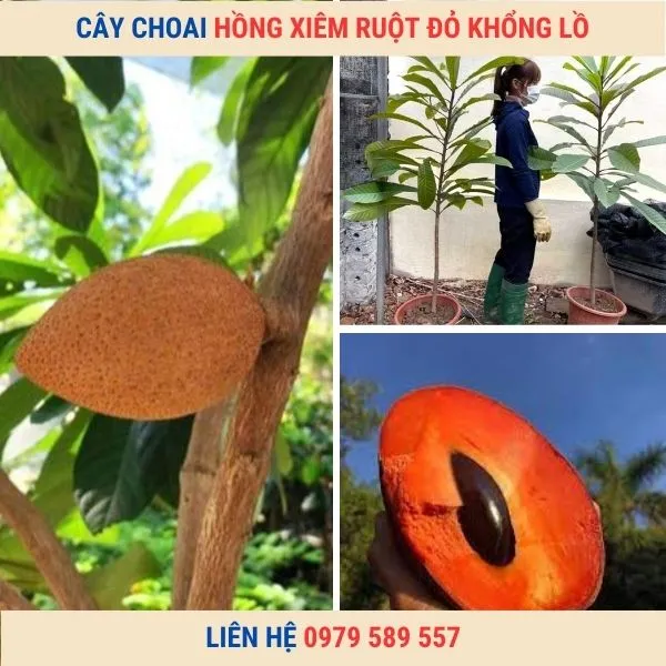 Sản phẩm cay giong hong xiem ruot do choai khong lo — Công Ty TNHH Nghiên Cứu Phát Triển Nông Nghiệp Việt Nam — MST 0108045662