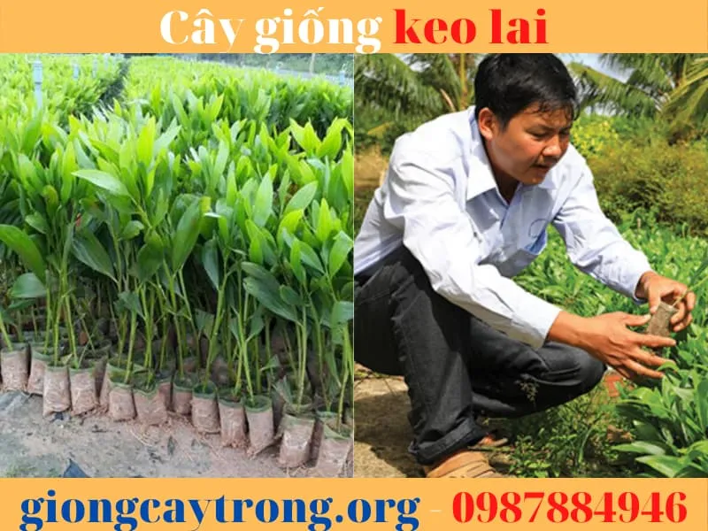 Sản phẩm cay giong keo lai 2 — Công Ty TNHH Nghiên Cứu Phát Triển Nông Nghiệp Việt Nam — MST 0108045662