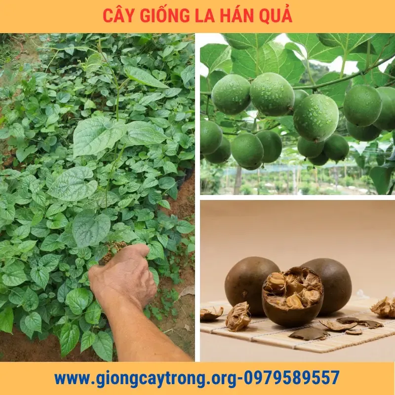 Sản phẩm cay giong la han qua 1 — Công Ty TNHH Nghiên Cứu Phát Triển Nông Nghiệp Việt Nam — MST 0108045662