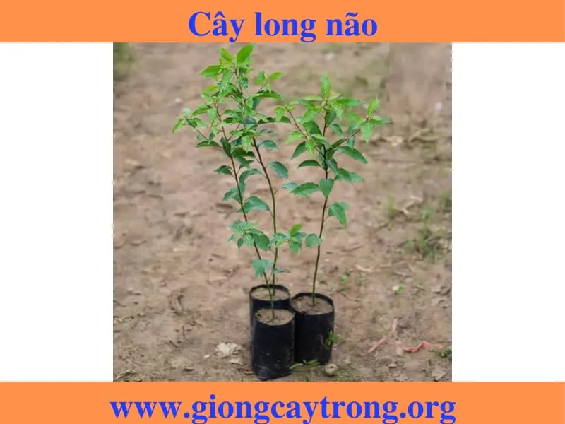 Sản phẩm cay giong long nao 6 — Công Ty TNHH Nghiên Cứu Phát Triển Nông Nghiệp Việt Nam — MST 0108045662