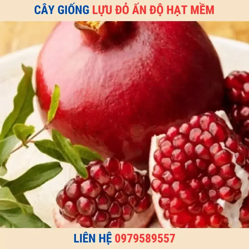 Sản phẩm cay giong luu do 1 — Công Ty TNHH Nghiên Cứu Phát Triển Nông Nghiệp Việt Nam — MST 0108045662