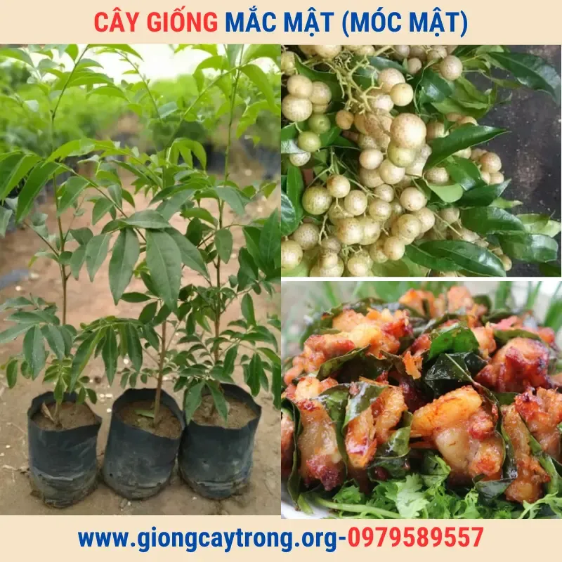 Sản phẩm cay giong mac mat moc mat 1 — Công Ty TNHH Nghiên Cứu Phát Triển Nông Nghiệp Việt Nam — MST 0108045662