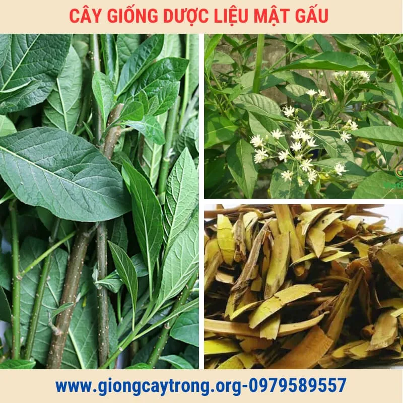 Sản phẩm cay giong mat gau 1 — Công Ty TNHH Nghiên Cứu Phát Triển Nông Nghiệp Việt Nam — MST 0108045662