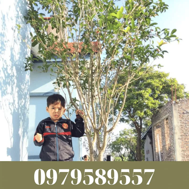 Sản phẩm cay giong moc huong 8 — Công Ty TNHH Nghiên Cứu Phát Triển Nông Nghiệp Việt Nam — MST 0108045662