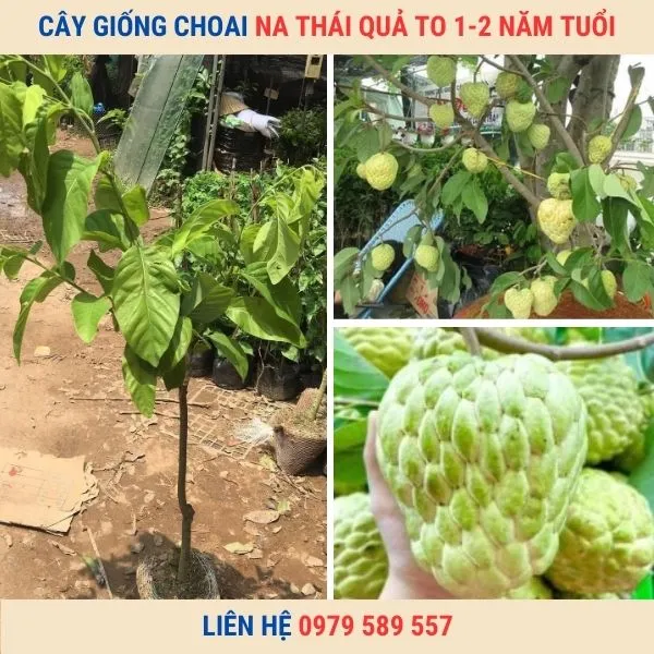 Sản phẩm cay giong na thai choai trong 1 nam tuoi — Công Ty TNHH Nghiên Cứu Phát Triển Nông Nghiệp Việt Nam — MST 0108045662