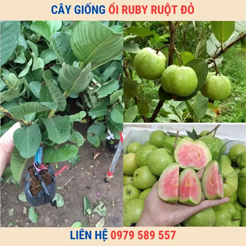 Sản phẩm cay giong oi ruby tran chau ruot do khong hat nhap khau 1 — Công Ty TNHH Nghiên Cứu Phát Triển Nông Nghiệp Việt Nam — MST 0108045662