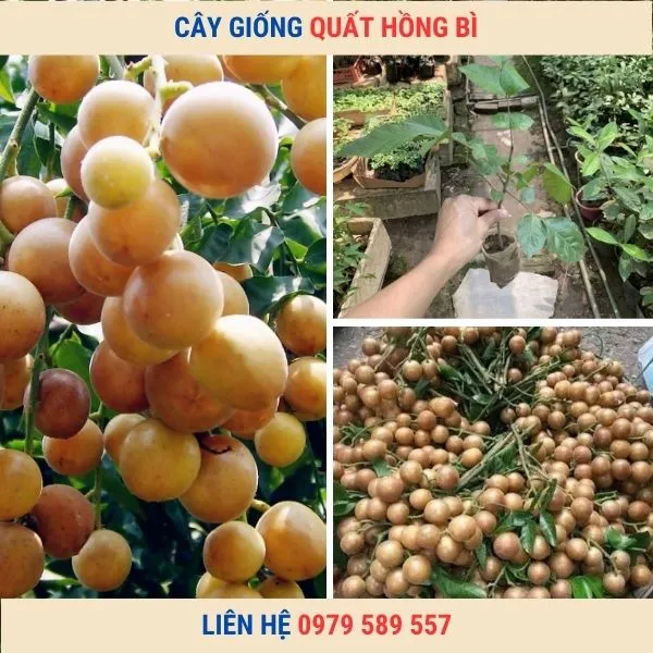 Sản phẩm cay giong quat hong bi — Công Ty TNHH Nghiên Cứu Phát Triển Nông Nghiệp Việt Nam — MST 0108045662