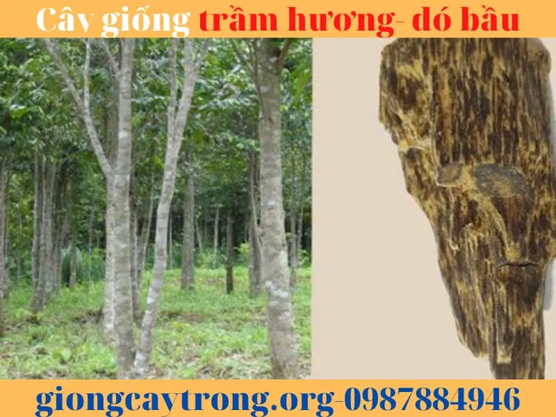 Sản phẩm cay giong tram huong 7 — Công Ty TNHH Nghiên Cứu Phát Triển Nông Nghiệp Việt Nam — MST 0108045662