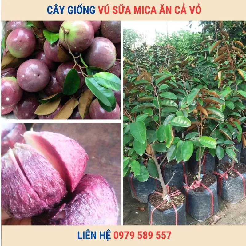 Sản phẩm cay giong vu sua mica — Công Ty TNHH Nghiên Cứu Phát Triển Nông Nghiệp Việt Nam — MST 0108045662