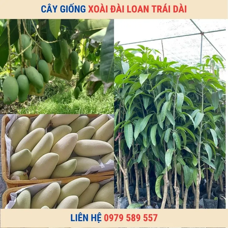 Sản phẩm cay giong xoai dai loan — Công Ty TNHH Nghiên Cứu Phát Triển Nông Nghiệp Việt Nam — MST 0108045662