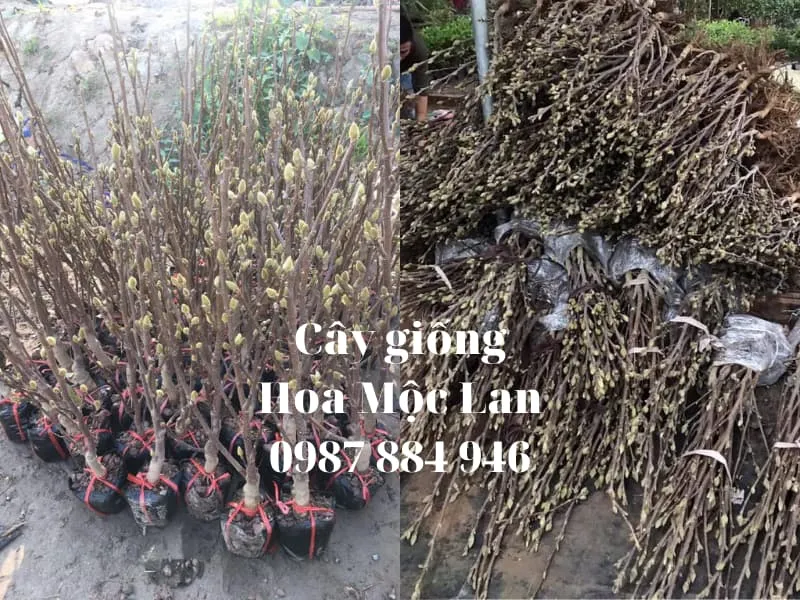 Sản phẩm cay hoa moc lan 5 — Công Ty TNHH Nghiên Cứu Phát Triển Nông Nghiệp Việt Nam — MST 0108045662
