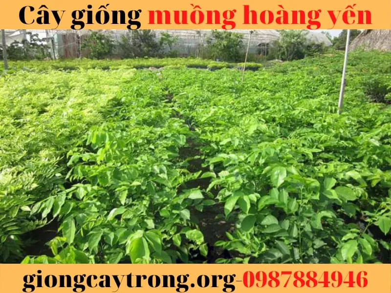 Sản phẩm cay muong hoang yen 8 — Công Ty TNHH Nghiên Cứu Phát Triển Nông Nghiệp Việt Nam — MST 0108045662