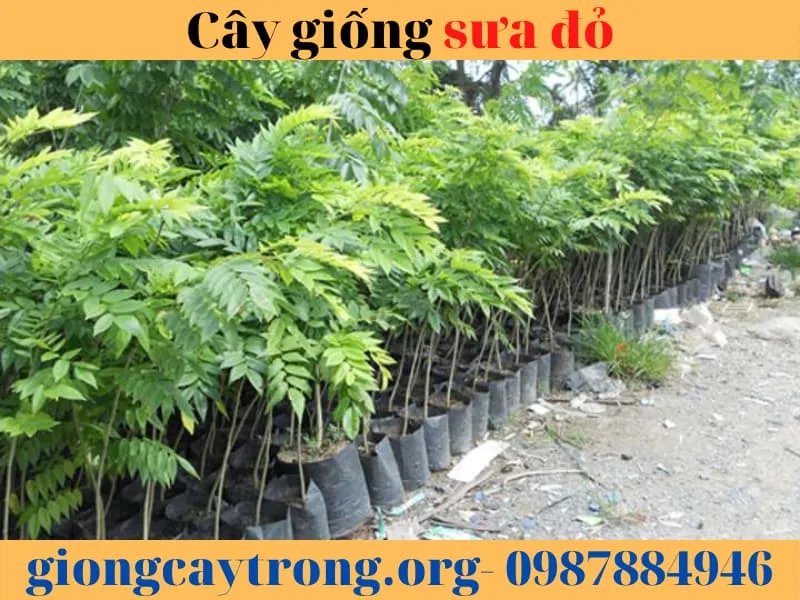 Sản phẩm cay sua do 6 — Công Ty TNHH Nghiên Cứu Phát Triển Nông Nghiệp Việt Nam — MST 0108045662
