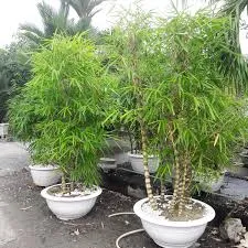 Sản phẩm images 2 — Công Ty TNHH Cảnh Quan Trịnh Thập — MST 0108236265