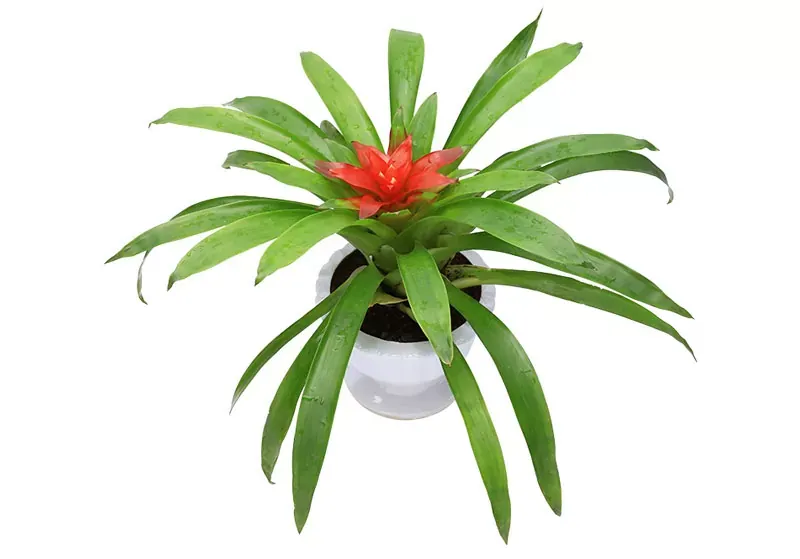 Sản phẩm 16.jpg — Công Ty TNHH Cảnh Quan Trịnh Thập — MST 0108236265