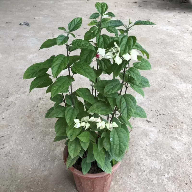 Sản phẩm 98366c1495736d66b3dec33288195389.jpeg — Công Ty TNHH Cảnh Quan Trịnh Thập — MST 0108236265