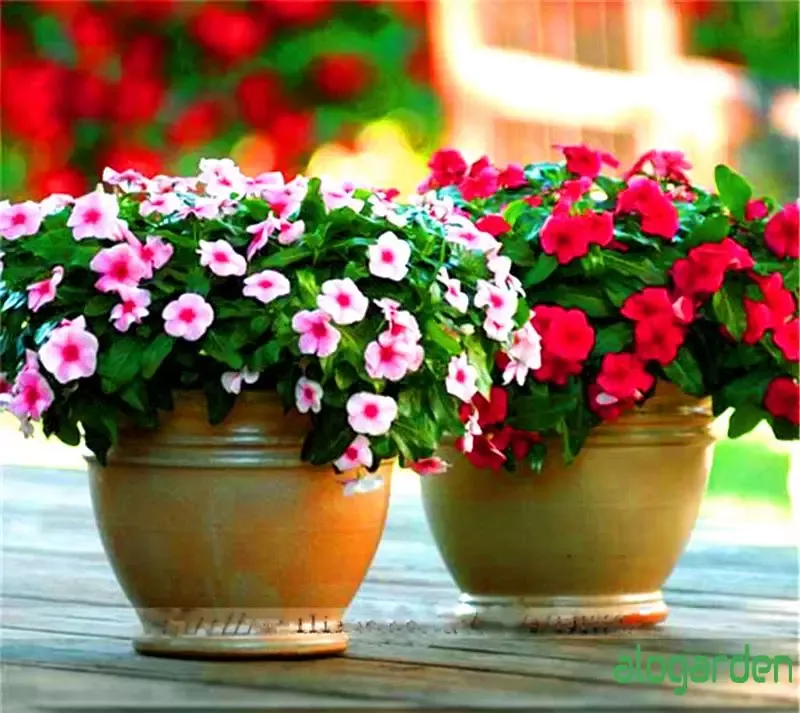 Sản phẩm Chau lu vang hoa dua can alogarden.jpg — Công Ty TNHH Cảnh Quan Trịnh Thập — MST 0108236265