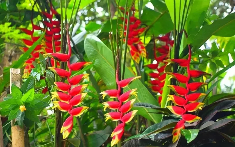 Sản phẩm cay chuoi phao la cay gi dac diem y nghia va cach trong cay chuoi phao 202205250627301410.jpg — Công Ty TNHH Cảnh Quan Trịnh Thập — MST 0108236265