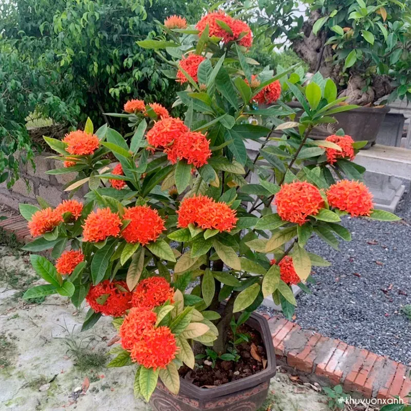 Sản phẩm cay hoa mau don ta.jpg — Công Ty TNHH Cảnh Quan Trịnh Thập — MST 0108236265