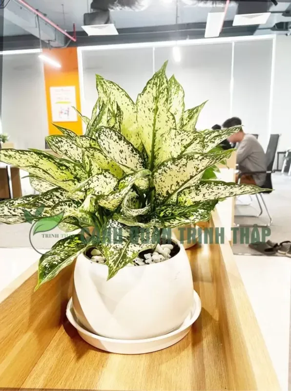 Sản phẩm cay ngoc ngan 2.png — Công Ty TNHH Cảnh Quan Trịnh Thập — MST 0108236265