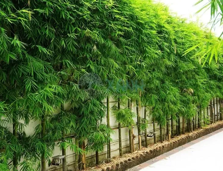 Sản phẩm cay truc quan tu xanh mat.jpg — Công Ty TNHH Cảnh Quan Trịnh Thập — MST 0108236265