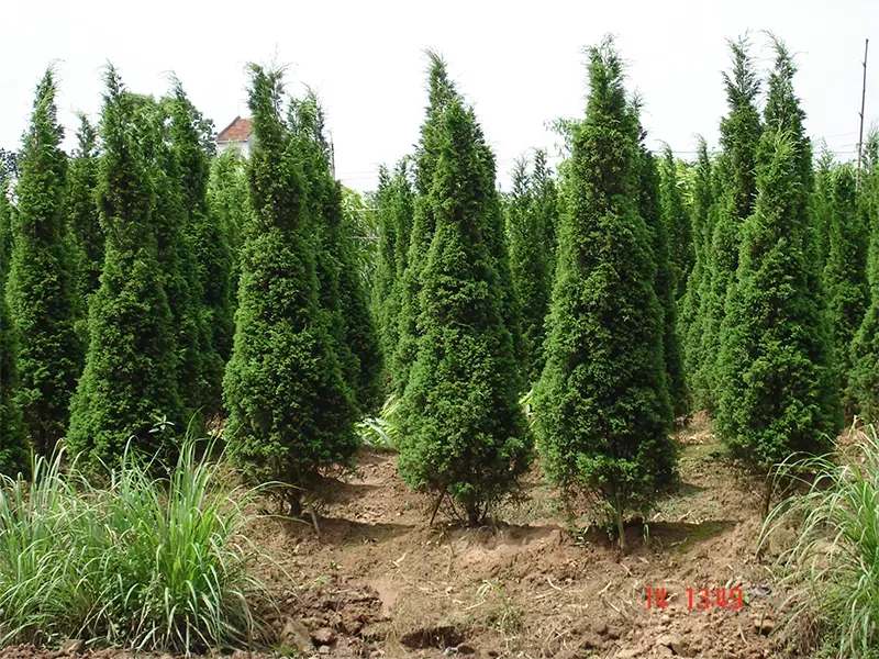 Sản phẩm cay tung thap 2.jpg — Công Ty TNHH Cảnh Quan Trịnh Thập — MST 0108236265