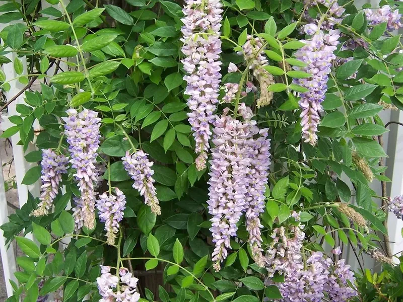 Sản phẩm caytudang.jpg — Công Ty TNHH Cảnh Quan Trịnh Thập — MST 0108236265