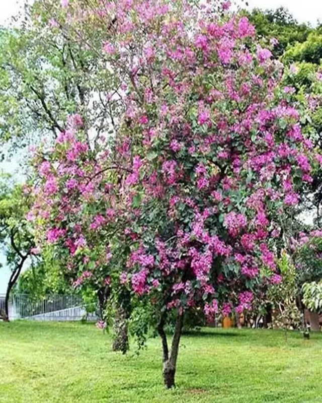 Sản phẩm cayxanhhoanhgia dac diem cay ban hoang hau.jpg — Công Ty TNHH Cảnh Quan Trịnh Thập — MST 0108236265