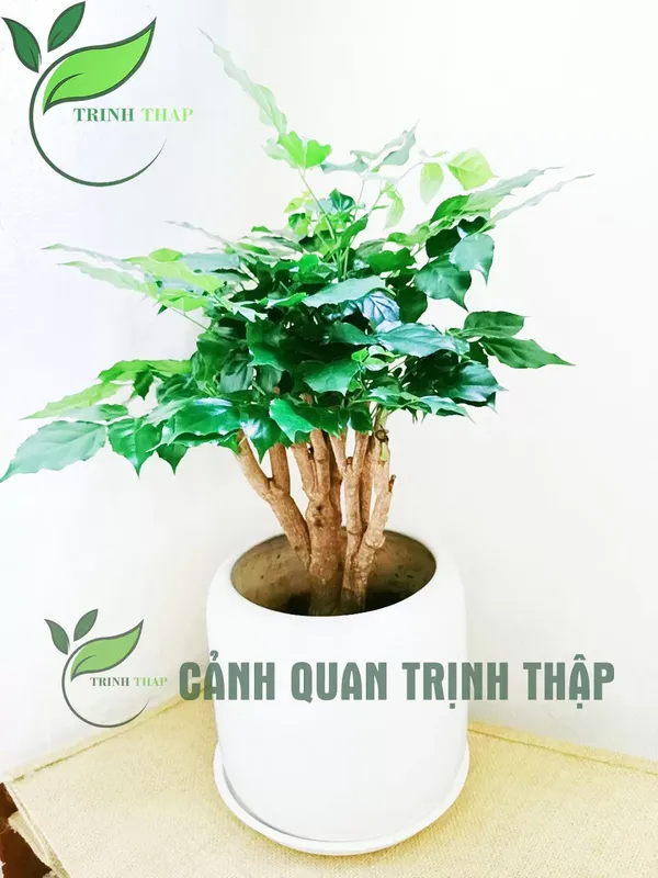 Sản phẩm hanh phuc de ban 2.jpg — Công Ty TNHH Cảnh Quan Trịnh Thập — MST 0108236265