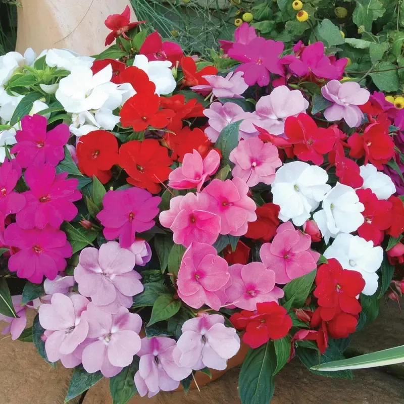 Sản phẩm hat giong hoa ngoc thao 2.jpg — Công Ty TNHH Cảnh Quan Trịnh Thập — MST 0108236265