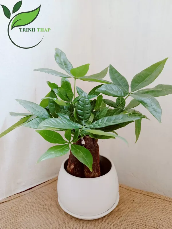 Sản phẩm kim ngan 3 than.jpg — Công Ty TNHH Cảnh Quan Trịnh Thập — MST 0108236265