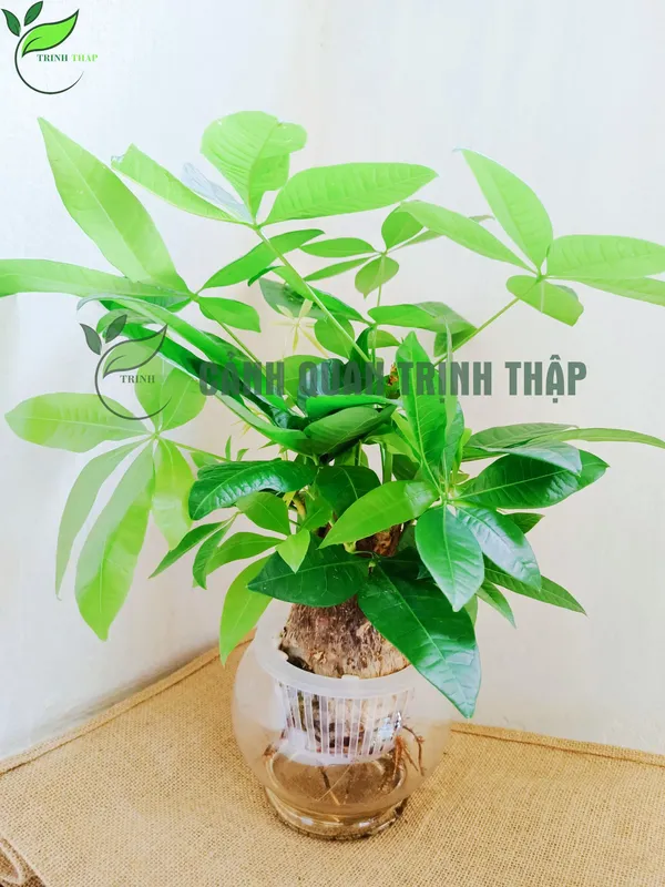 Sản phẩm kim ngan de ban 4.jpg — Công Ty TNHH Cảnh Quan Trịnh Thập — MST 0108236265